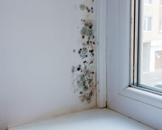 How To Prevent Mold Build Up Amp Avoid Health Issues How to Prevent Mold Build-Up & Avoid Health Issues